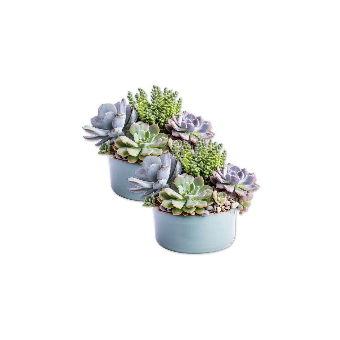 Decorations for Screen Windows & Doors (Set of 2) - (Small) Succulents