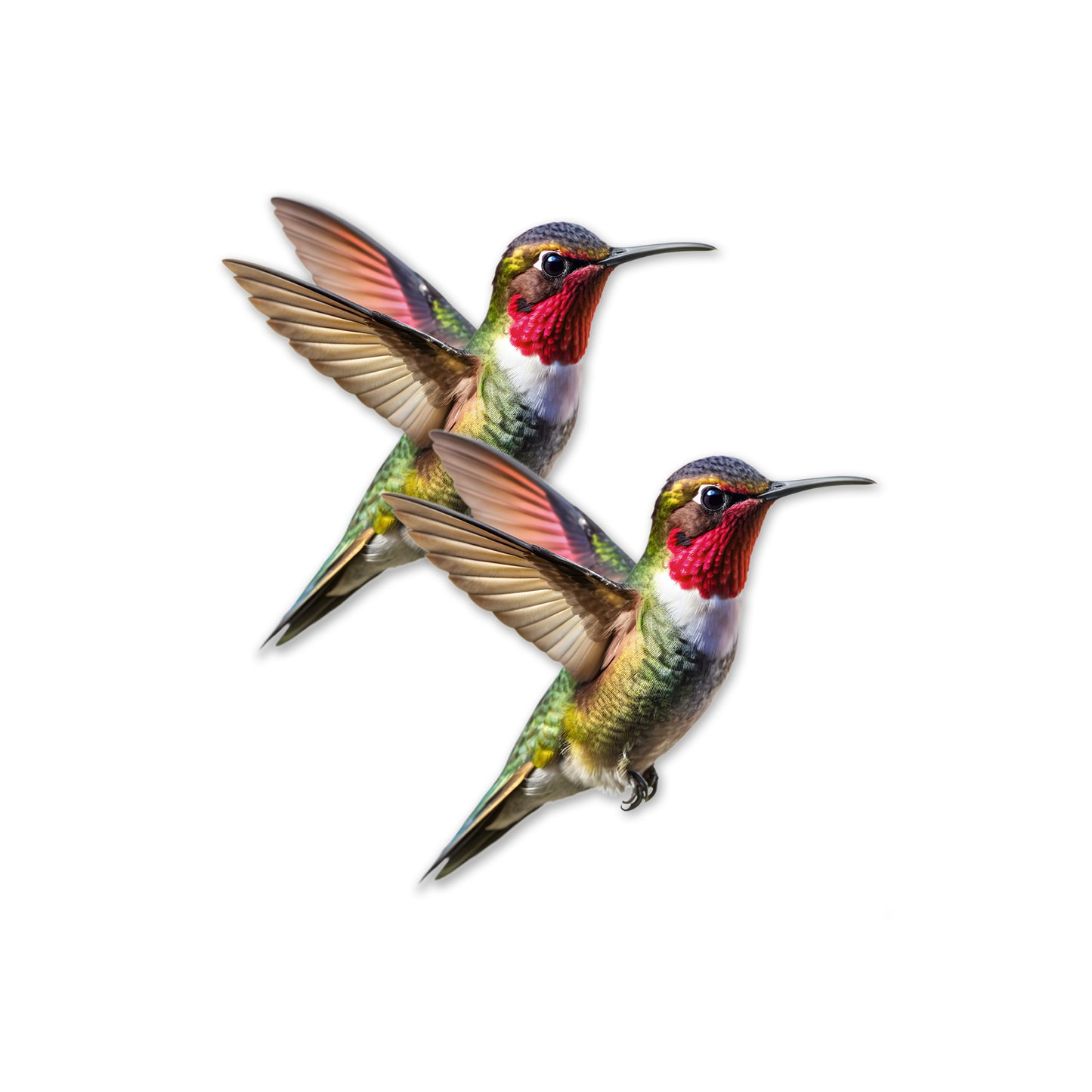 Acrylic Screen Door Magnets (Not for Retractable/Glass) - MINI Hummingbird