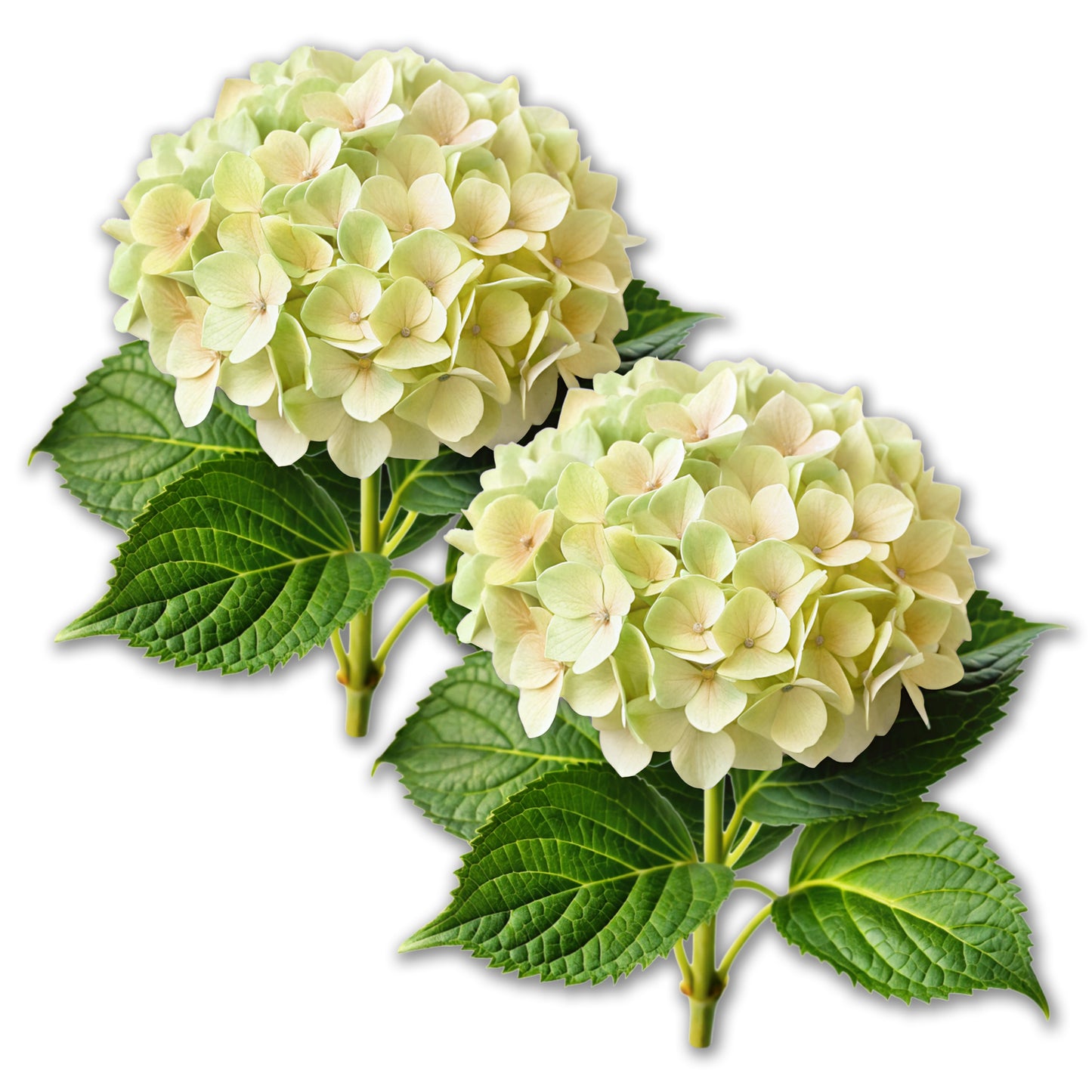 2 Pcs Premium Decals for Glass Doors & Windows (Double-Sided for Glass Only) - Hydrangea
