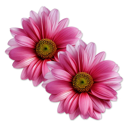 Decorations for Screen Windows & Doors (Set of 2) - Daisy