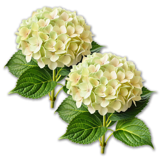 Acrylic Screen Magnets for Screen Doors & Windows (Set of 2) - Hydrangea